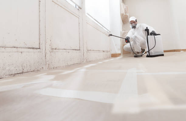 Black mold remediation team in Hydes